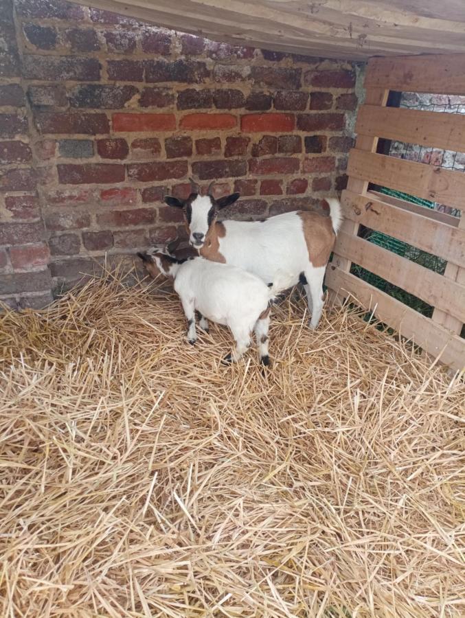Gite A La Ferme Chez Magali Escaudoeuvres Exterior foto